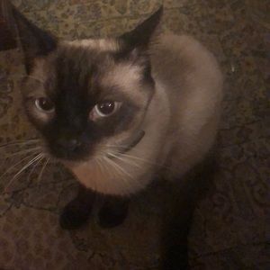 Meet your Posher, Cindy